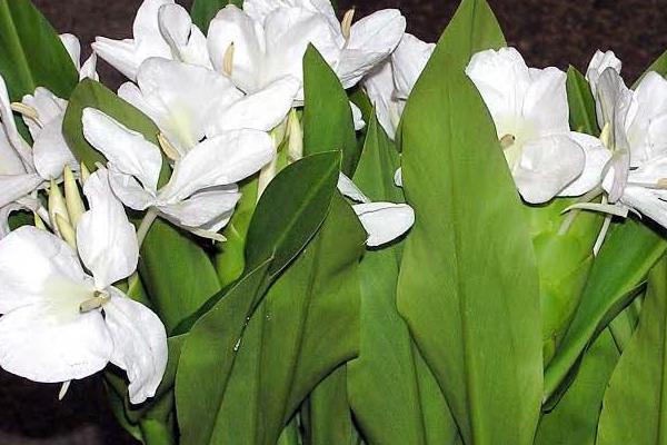 姜花的施肥方法，不同时期采取不同的施肥方式