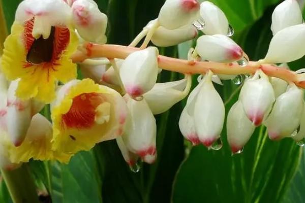 姜花的施肥方法，不同时期采取不同的施肥方式