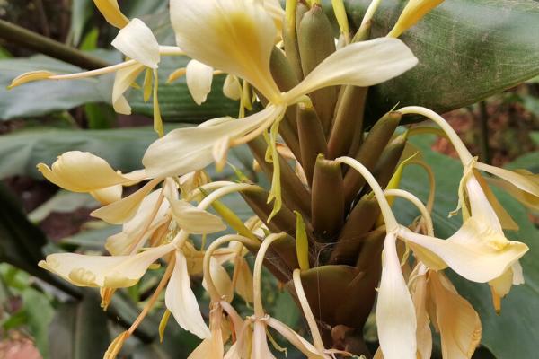 姜花的施肥方法，不同时期采取不同的施肥方式