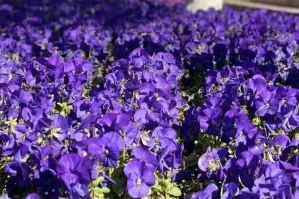 紫罗兰的施肥方法，生长季每隔2周施1次饼肥水或液肥