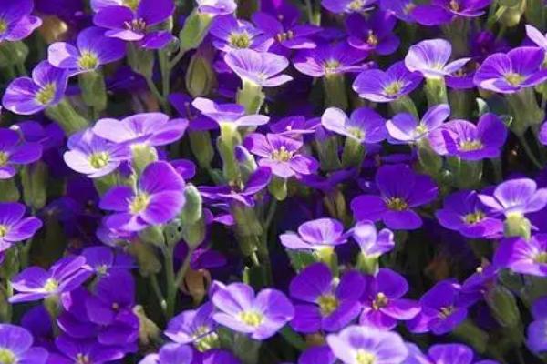 紫罗兰的施肥方法，生长季每隔2周施1次饼肥水或液肥