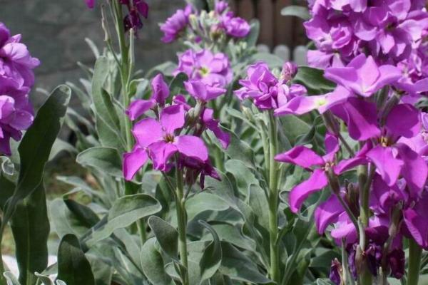 紫罗兰的施肥方法，生长季每隔2周施1次饼肥水或液肥