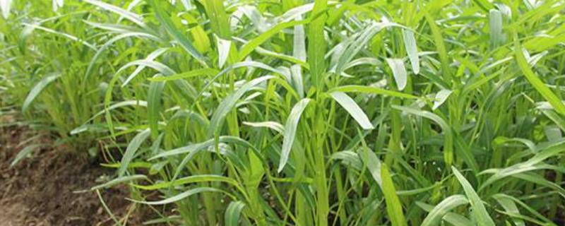 什么肥料可以让空心菜长得又快又嫩