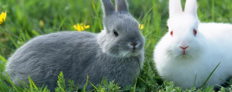 兔子一窝可以生几只