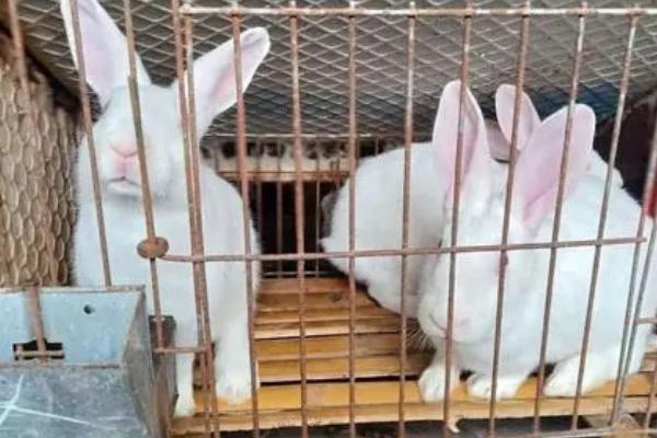 兔子一窝可以生几只，通常可产下5-8只幼兔