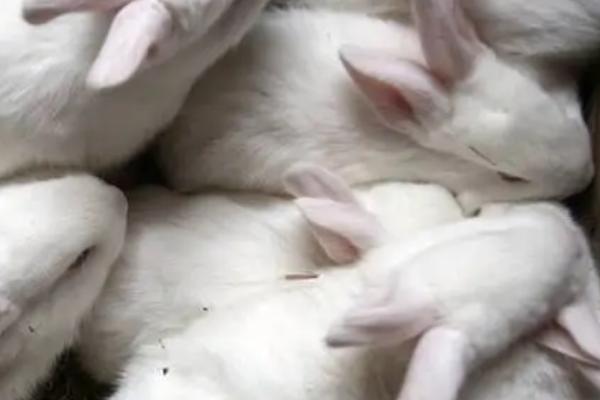 兔子一窝可以生几只，通常可产下5-8只幼兔