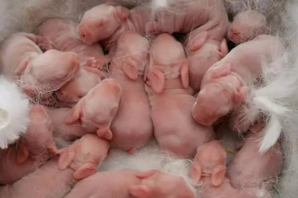 兔子一窝可以生几只，通常可产下5-8只幼兔