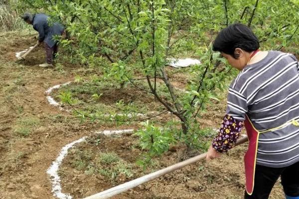 过磷酸钙是什么，主要成分为磷酸二氢钙