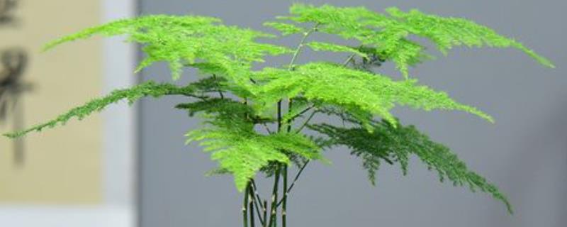 文竹四季管理技巧