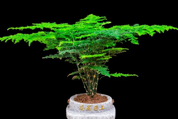 文竹四季管理技巧，春季可适当修剪