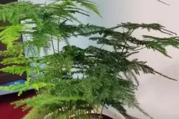 文竹四季管理技巧，春季可适当修剪