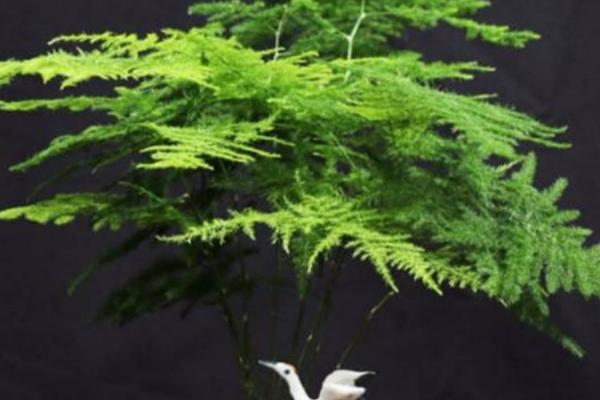 文竹四季管理技巧，春季可适当修剪