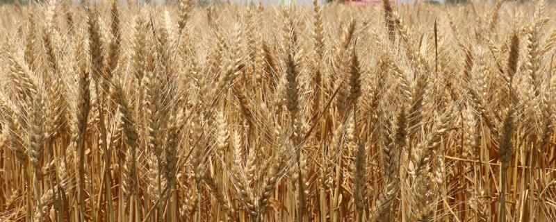 冬小麦无公害栽培技术