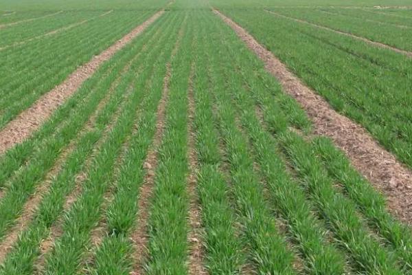 冬小麦无公害栽培技术,土壤以宗、褐、潮土为主