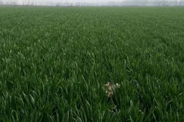 冬小麦无公害栽培技术,土壤以宗、褐、潮土为主