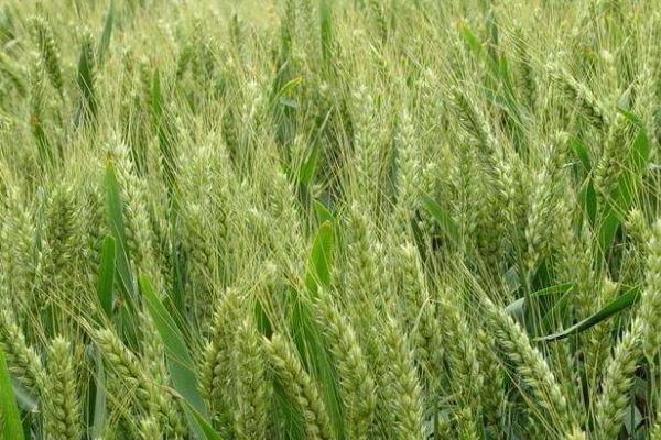 冬小麦无公害栽培技术,土壤以宗、褐、潮土为主