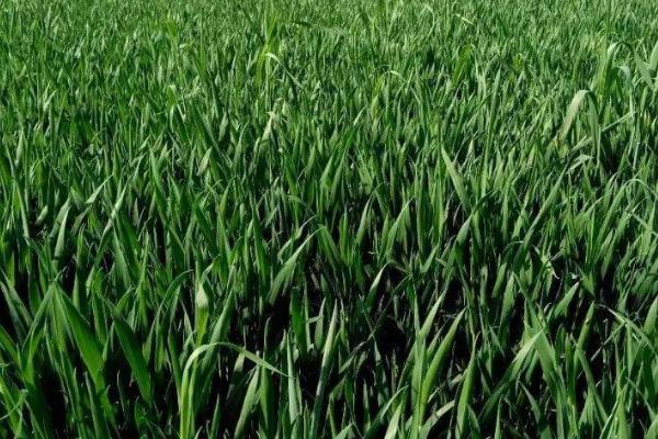 冬小麦无公害栽培技术,土壤以宗、褐、潮土为主