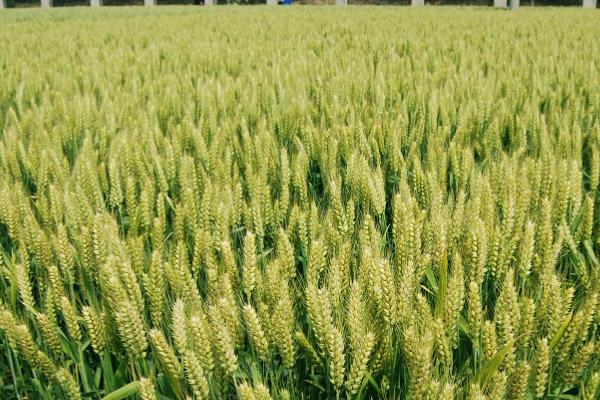 冬小麦无公害栽培技术,土壤以宗、褐、潮土为主