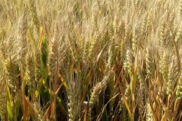 冬小麦无公害栽培技术,土壤以宗、褐、潮土为主