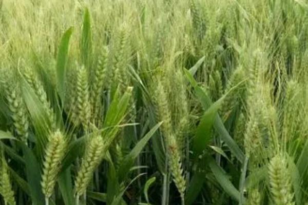 冬小麦无公害栽培技术,土壤以宗、褐、潮土为主