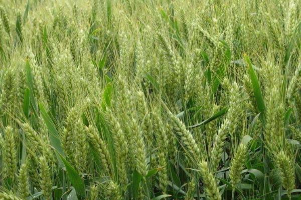 冬小麦无公害栽培技术,土壤以宗、褐、潮土为主