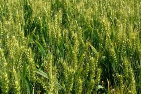 冬小麦无公害栽培技术,土壤以宗、褐、潮土为主