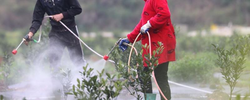 果树夏季喷药禁忌