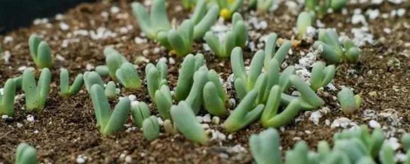沙质土壤合适种植多肉吗
