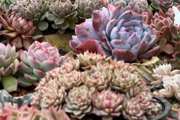 沙质土壤合适种植多肉吗，适合种但需灵活使用