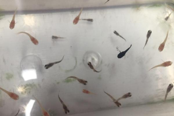 孔雀鱼苗要过多长时间才能长大,一般需要4-5个月左右