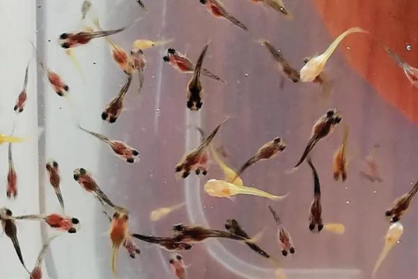 孔雀鱼苗要过多长时间才能长大,一般需要4-5个月左右