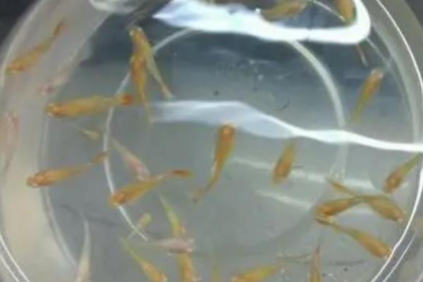 孔雀鱼苗要过多长时间才能长大,一般需要4-5个月左右