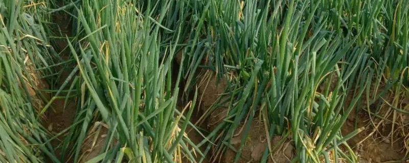 大葱大量使用有机肥好吗