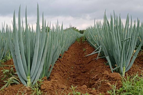 大葱大量使用有机肥好吗,使用了有机肥就需少施氮磷钾肥