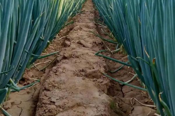 大葱大量使用有机肥好吗,使用了有机肥就需少施氮磷钾肥