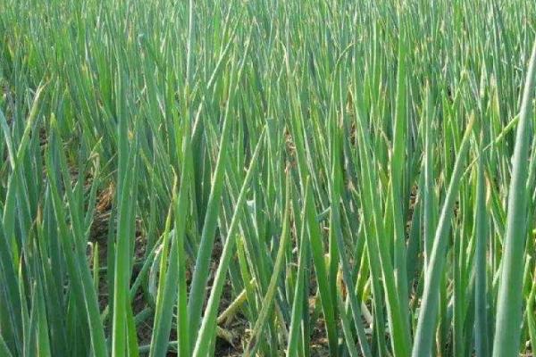 大葱大量使用有机肥好吗,使用了有机肥就需少施氮磷钾肥