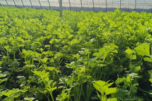 芹菜烧心的防治方法,做到温度、湿度适当