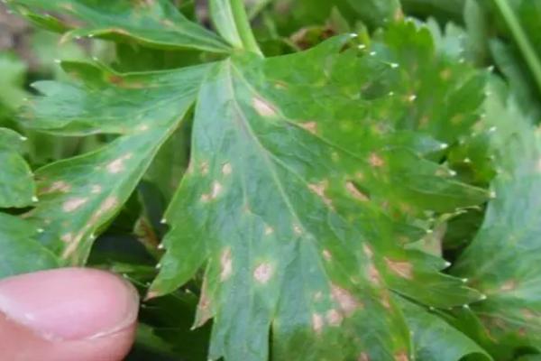 芹菜烧心的防治方法,做到温度、湿度适当