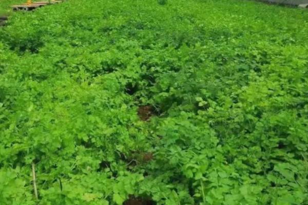 芹菜烧心的防治方法,做到温度、湿度适当