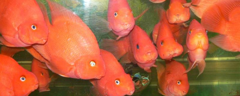 鹦鹉鱼的饲养方法