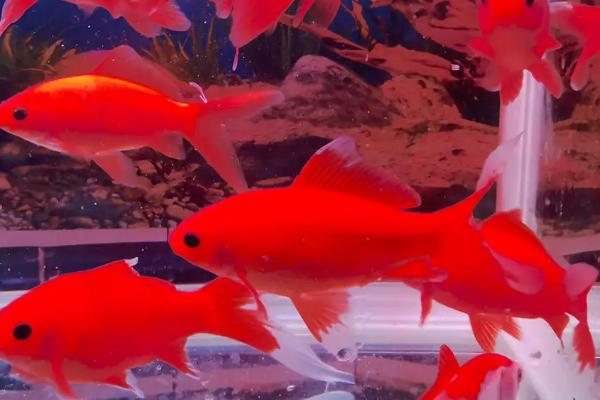 鹦鹉鱼的饲养方法,每天需提供1-2小时的光照时长