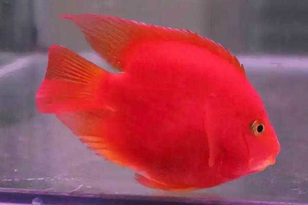 鹦鹉鱼的饲养方法,每天需提供1-2小时的光照时长