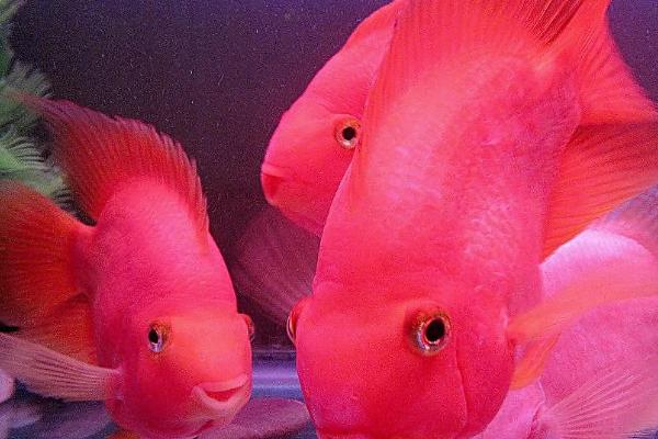鹦鹉鱼的饲养方法,每天需提供1-2小时的光照时长