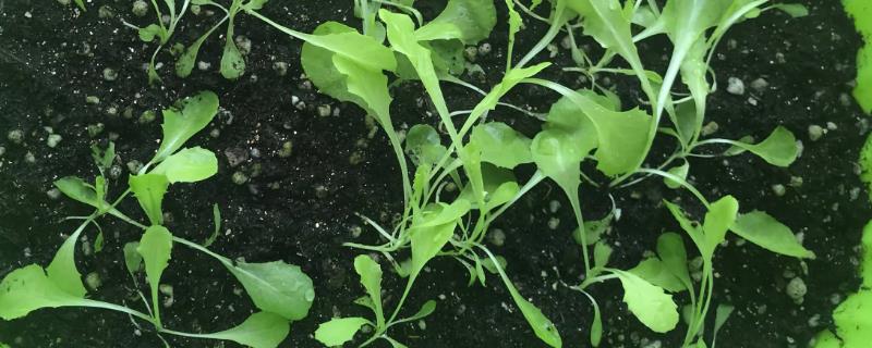 生菜出苗要多久