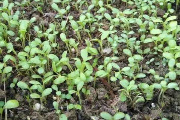 生菜出苗要多久,一般需要10天左右