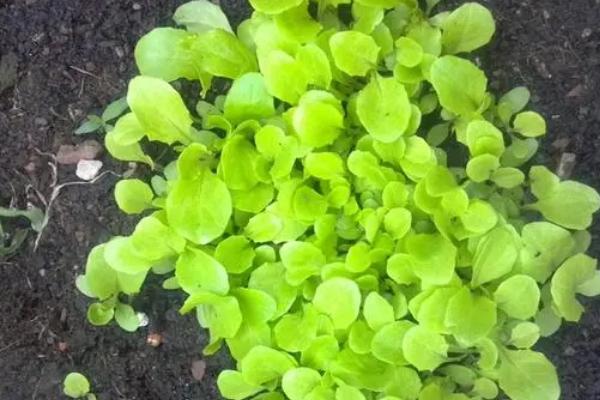 生菜出苗要多久,一般需要10天左右