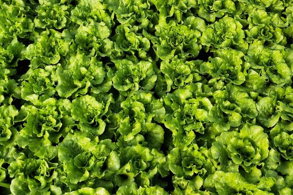 生菜出苗要多久,一般需要10天左右