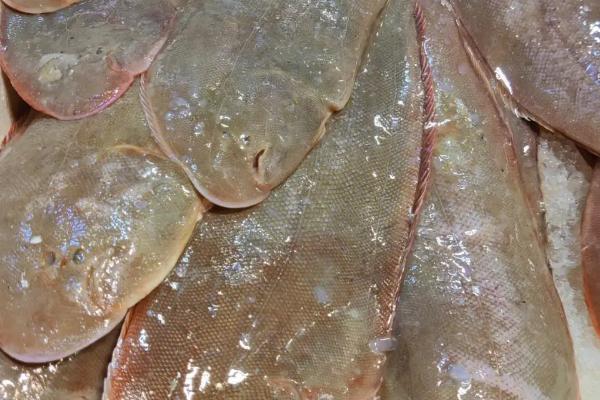 龙利鱼是不是鳎目鱼,二者是同一种鱼类