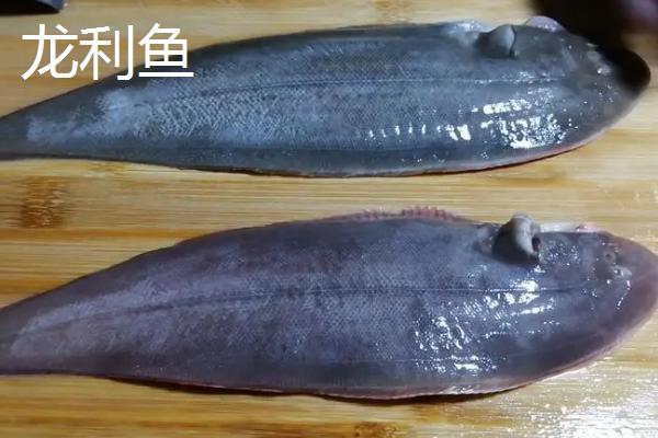 龙利鱼是不是鳎目鱼,二者是同一种鱼类