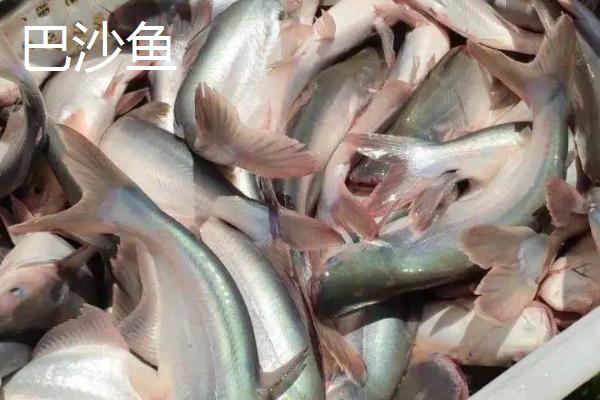 龙利鱼是不是鳎目鱼,二者是同一种鱼类